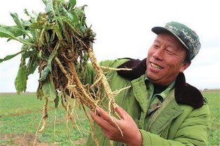 陕西小伙围绕地域搞农产品创业,成为致富带头人